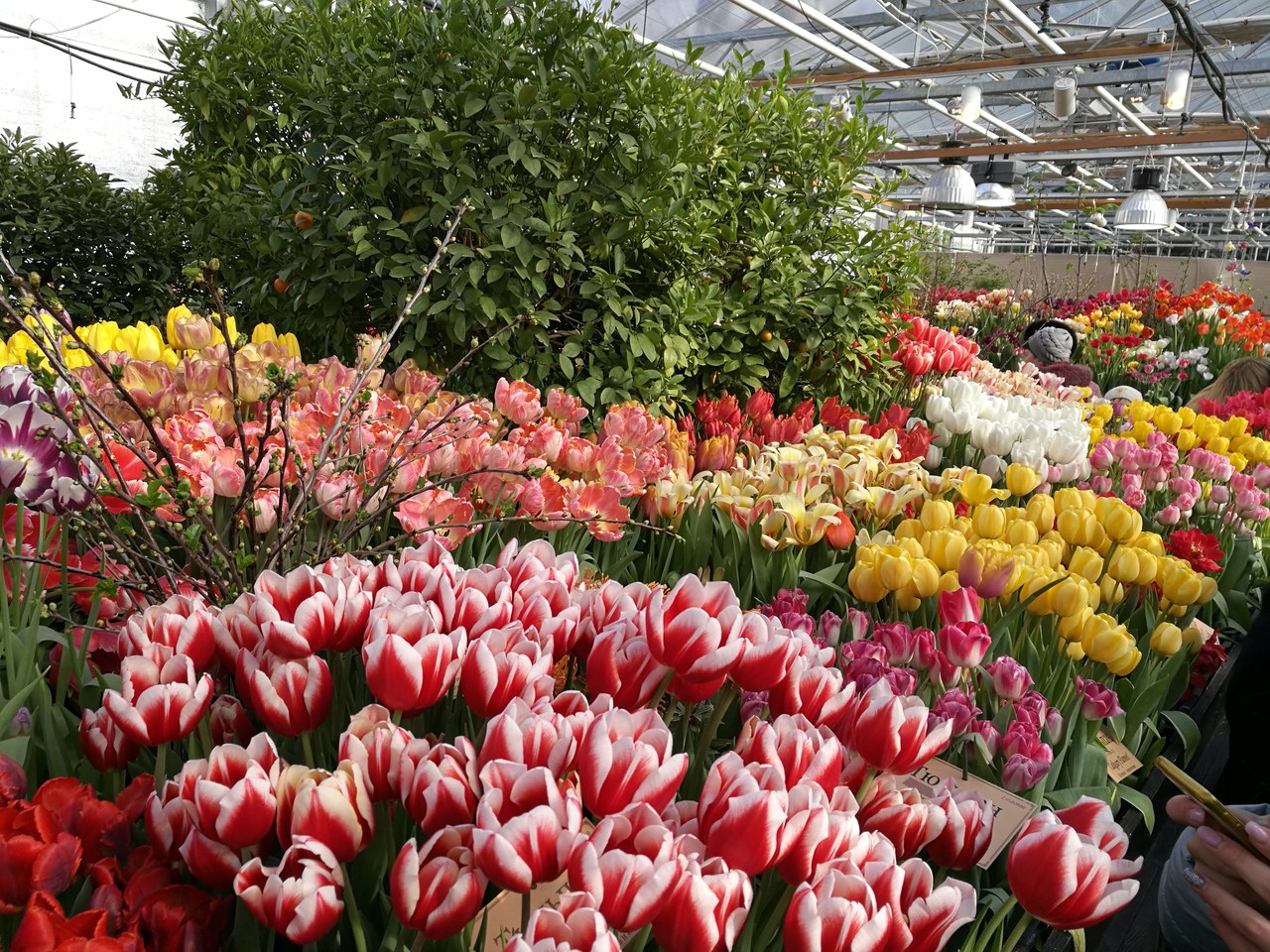 Выставка тюльпанов в Ботаническом саду в Санкт-Петербурге